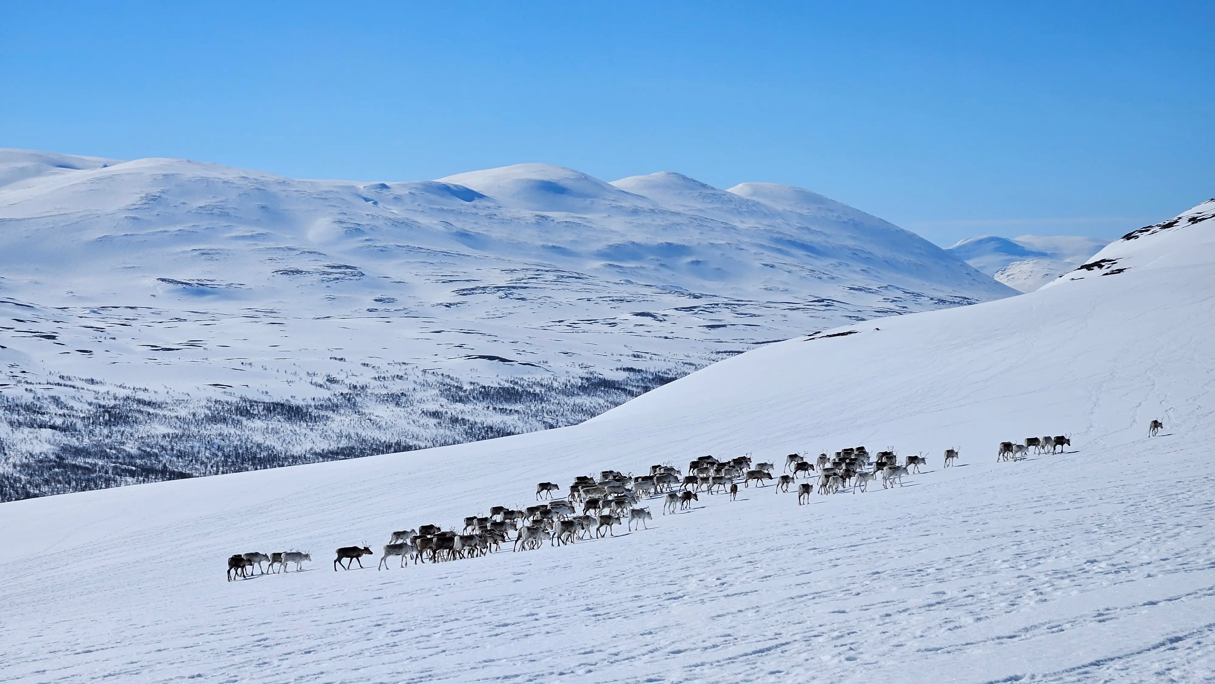 Reindeers in snowy landscape.