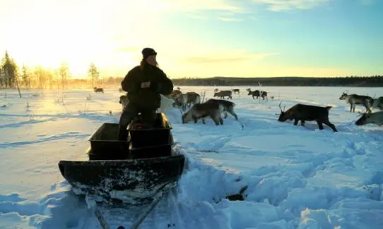 Supplementary feeding of reindeer.