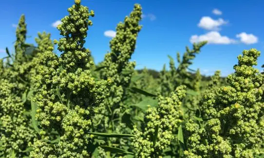 Quinoa plants.