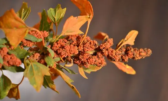 Quinoa before it is to be harvested.