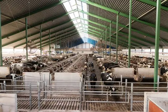 Cows in the shade under the roof of the shed.