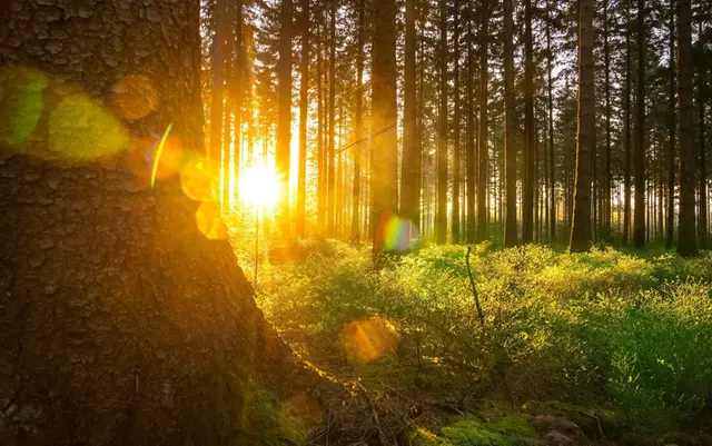 Solljuset lyser mellan träden i en skog.