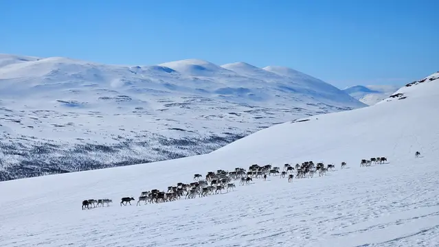 Renar på fjället i april.