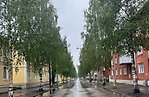 Björkar längs en gata i Umeå.