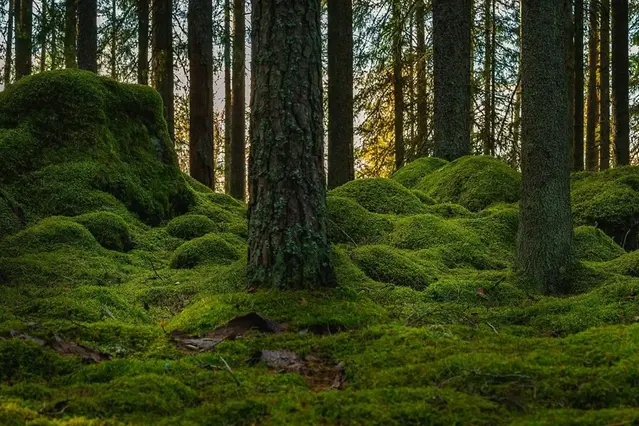 Skog.