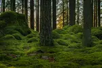 Skog.