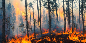 Skogsbrand med lågor som sprider sig längs marken i en barrskog. Kraftig rök fyller skogen medan höga träd omges av eld.