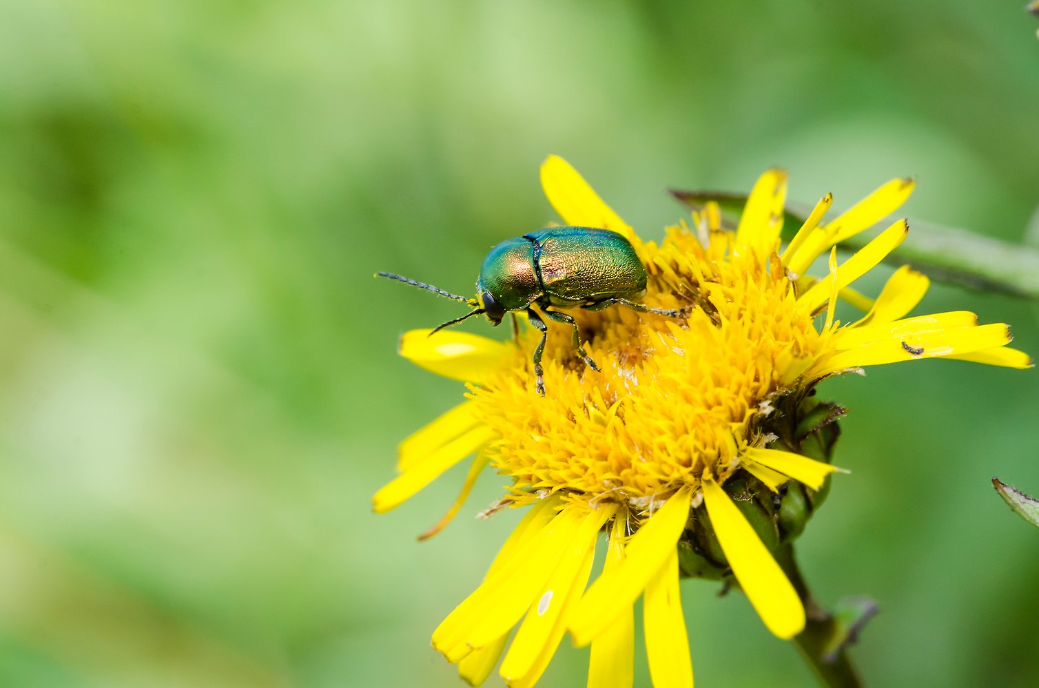 Park med barn och vuxna