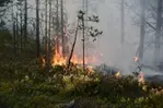 Brand i skog.