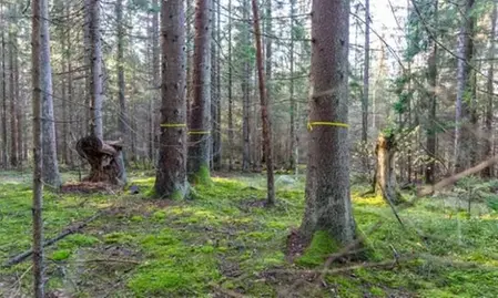 Träd som är markerade med gula band.