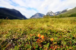 Hjortron växer i förgrunden, bakom reser sig fjället med snö på toppen.