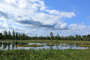 Öppen våtmark/myr med små vattensamlingar, gräs och gles tallskog under en himmel med stora vita och grå moln.