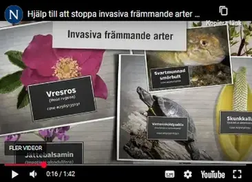 Bild från film om invasiva arter.