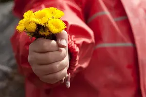 Barn håller i tussilago