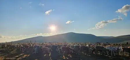 Reindeers in the summer.