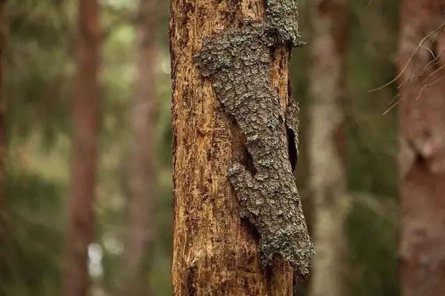 Träd som är angripet av skadedjur.
