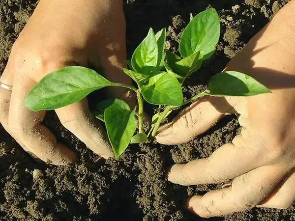 Person planterar en planta i jorden.