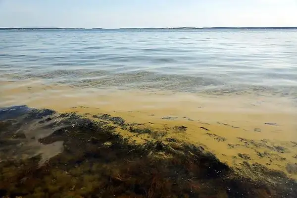 Brungrönt täckte av cyanobakterier i havet.