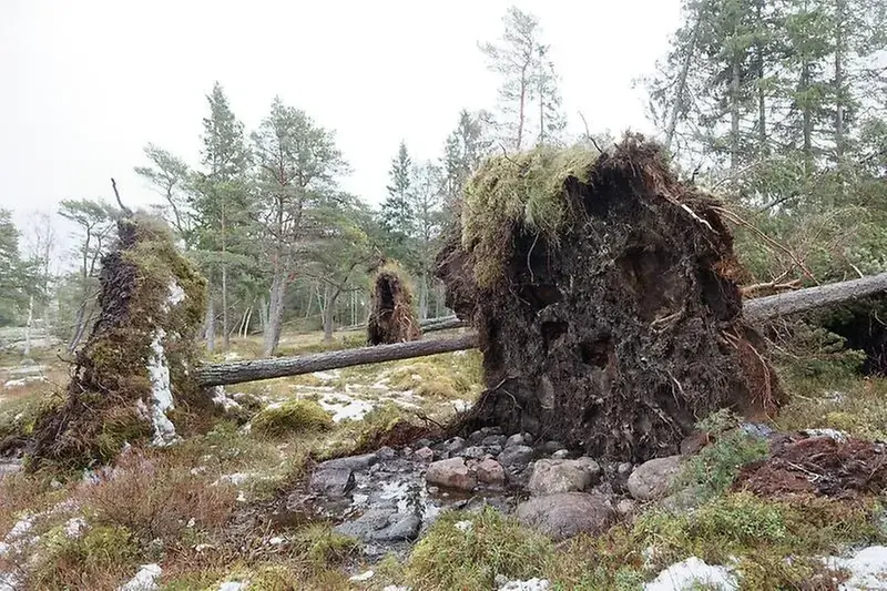 Stora rotvältor och fallna träd efter storm.