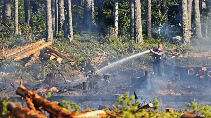 Arbete i skog efter skogsbrand. Flera träd har sågats ned.