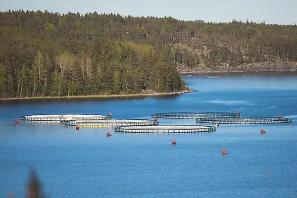 Fiskuppfödning i vattendrag.