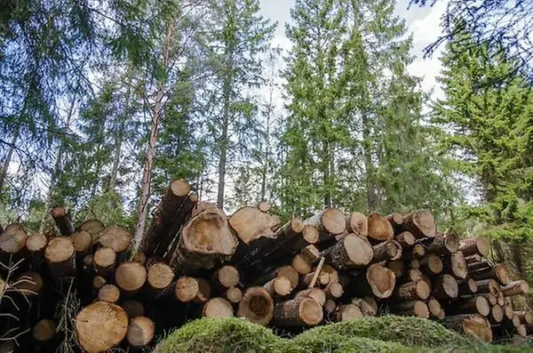 En hög med avverkade träd ligger intill vägkanten.