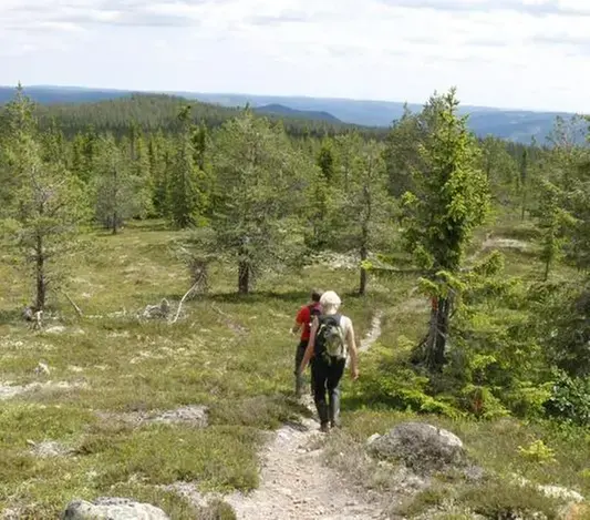 Personer som vandrar i fjällen, på en vandringsled.