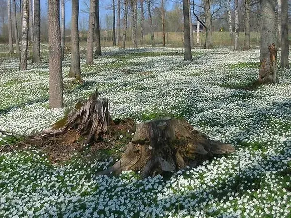 Vitsippor som blommar i en skogsbacke.