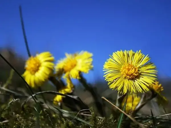 Tussilago vänder sig mot solen.