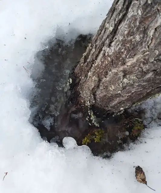 Locked grazing due to ice formation in the snow.