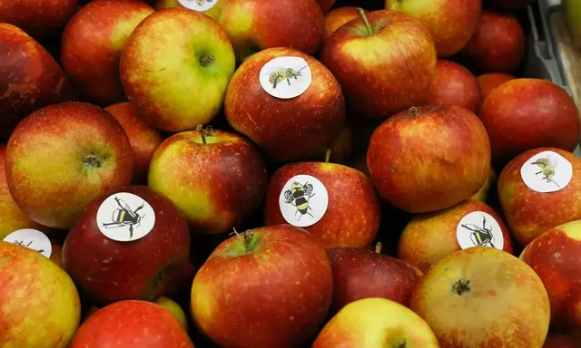 Apples with stickers with images of bumble bees and bees.