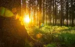 Solstrålar strilar genom träden i en skog.