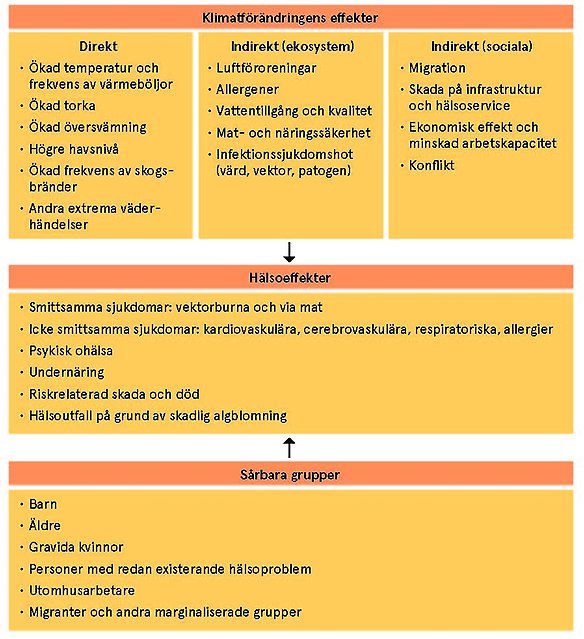 Bild med text som visar klimatförändringens direkta och indirekta effekter på hälsan. 