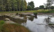 Våtmark med låg vattennivå