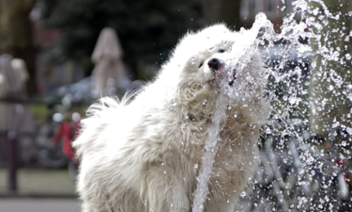 Hund dricker vatten i en fontän