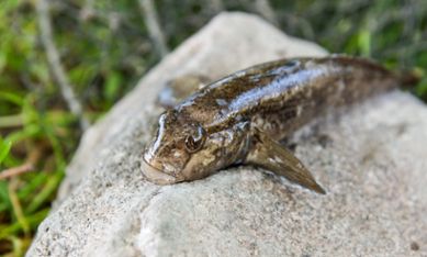 Den invasiva fisken svartmunnad smörbult.